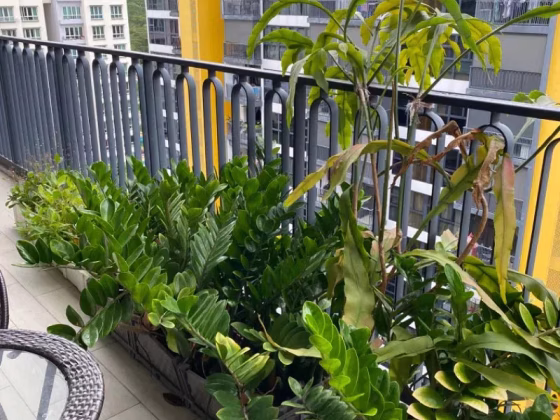 整套出租 • 林厝港 •  Westwood Residences Ec • S$7300 • 执行公寓 • 1475ft² / 137m² 照片