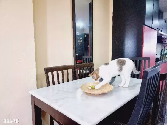 房屋出售 • 纽顿 • 75 Whampoa Drive • S$350000 • 3房(2臥室) • 699ft² / 64m² 照片