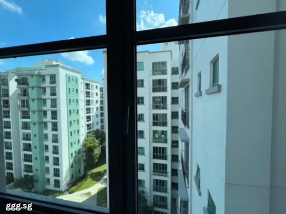 单间出租 • 红山 •  Springdale Condo • S$1200 • 共管公寓 • 普通房 照片