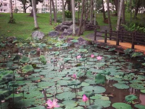 整套出租 • 市中心 •  The Gardens At Bishan • S$4000 • 住宅公寓 • 893ft² / 82m² 照片