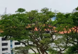 整套出租 • 金文泰 • 145 Jalan Bukit Merah • S$3200 • 3房(2臥室) • 700ft² / 65m²