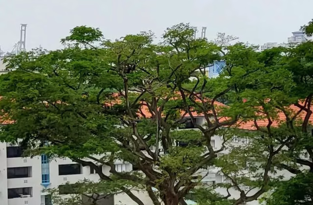 整套出租 • 金文泰 • 145 Jalan Bukit Merah • S$3200 • 3房(2臥室) • 700ft² / 65m²
