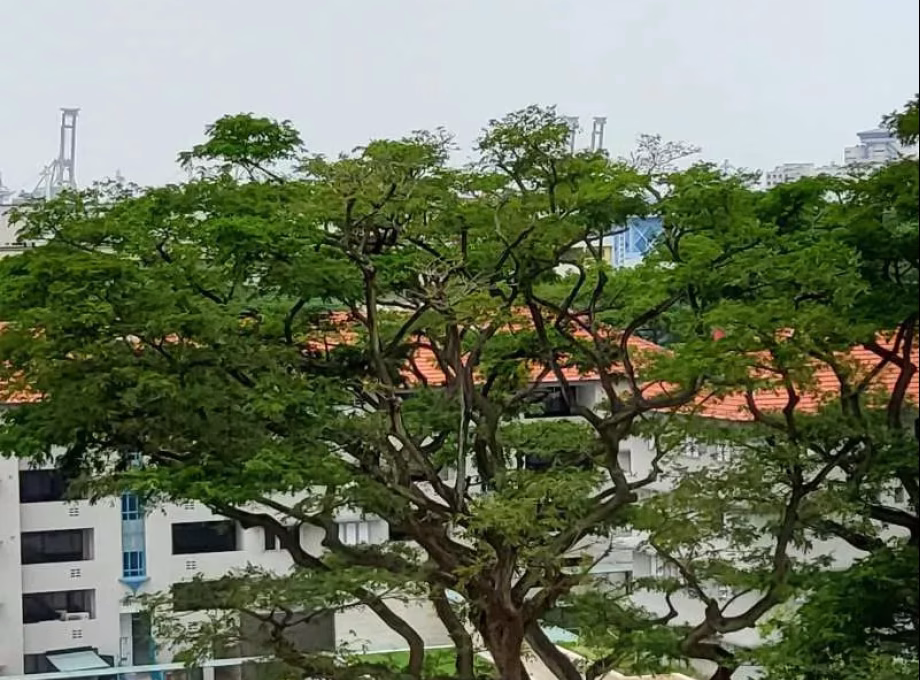 整套出租 • 金文泰 • 145 Jalan Bukit Merah • S$3200 • 3房(2臥室) • 700ft² / 65m² 照片