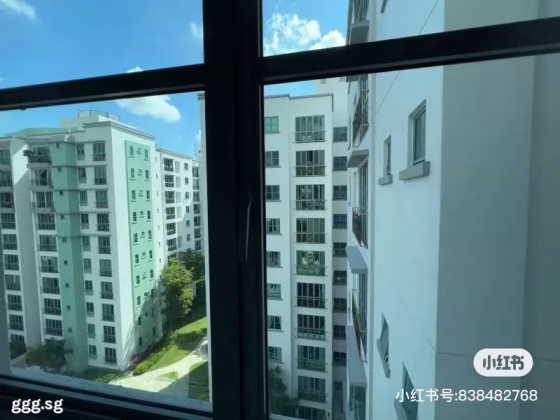 单间出租 • 红山 •  Springdale Condo • S$1250 • 5房(4臥室) • 普通房 照片