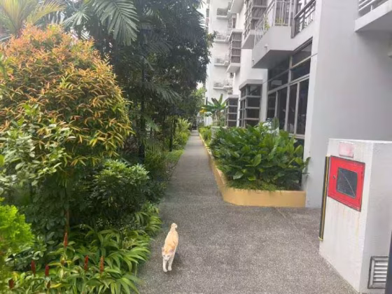 单间出租 • 博物馆 •  Sunville • S$1000 • 住宅公寓 • 普通房 照片