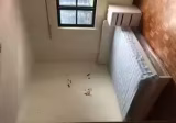 单间出租 • 纽顿 •  Shan Gate Apartments • S$1650 • 住宅公寓 • 主人房